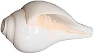 A&S Ventures Bajanewala Vamavarti Shankha Original || Shank Conch Shells Size: 4.5 to 5 inches || wi