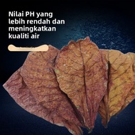 Daun Terminalia Mengurangkan Nilai PH Tangki Ikan Asid Mengurangkan Pelarasan Meningkatkan Kualiti A
