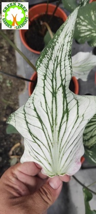 INDOOR PLANT - Caladium Thai Beauty White / White WIng 泰国美人白翼彩芋 for HOME/OFFICE decoration