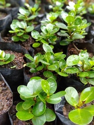 Bibit ficus dolar mikro mangkok original
