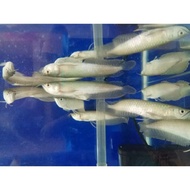 Terbaik ikan arwana silver red 15 - 20 cm ikan hias arwana