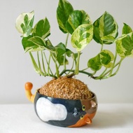 【限量一盆】白金葛•歪頭三花貓 陶物盆栽