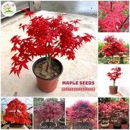 [COD+Local Ready Stock] 50pcs Red Maple Tree Seeds for Planting Acer Palmatum Bonsai Seed Flower Seeds Singapore Easy To Grow Air Purifying Plant Potted Live Plants Grow Seeds Ornamental Plant Seeds Rare Real Plants for Home Gardening Garden Decor