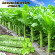 200pcs High Yield Asparagus Lettuce Seeds for Planting Hybrid Genuine Seed Easy To Grow In Malaysia Biji Benih Sayur