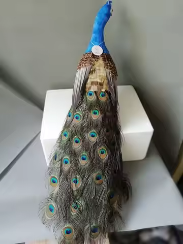 new beautiful real life peacock model foam&feather colourful peacock gift about 80cm xf0004