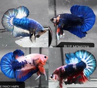 BETTA HMPK RANDOM/IKAN LAGA PLAKAT/MARBLE/BLUE/FANCY/STRONG BODY/MURAH/SIZE M