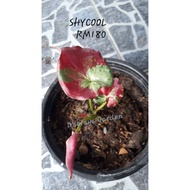 Keladi Shycool / Keladi Thai Hybrid / Imported Thai Caladium Hybrid ( saiz pokok seperti didalam gambar)