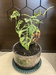 秘魯龜背竹  plant 塊根 植物