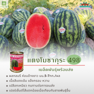 ใหม่! ซากุระ 498 แตงโม แตงโมซากุระ 498 เมล็ดพันธุ์แตงโม เมล็ดแตงโม