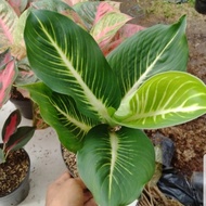 Dieffenbachia Sterling Octopus/ Diven Gurita Anakan (=)