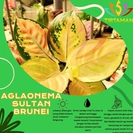 Terjangkau Aglonema Sultan Brunei / Aglaonema Sp Kuning Emas