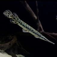florida gar aligator  / spatula gar