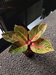 Aglaonema kresna golden