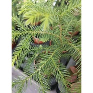 HG - Indoor plant / pokok bunga / pokok bunga hiasan hidup / pokok viral / Araucaria