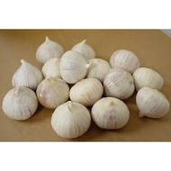 Bawang Putih TUNGGAL , LANANG