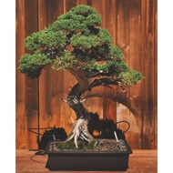 3 Biji Benih Pokok Bonsai Juniper Bonsai Tree Seed - 3 Seed