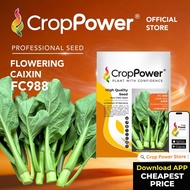 (50 GRAM) Biji Benih Sawi Bunga Great Asia FC988 大中华 CROP POWER F1 HYBRID Flowering Caixin Seeds 菜心花