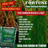 (MURAH) 1 kg Fortune Obat Kerdil Virus Kuning Padi - Pupuk Kalsium Padi Anti Layu Kresek Hawar Blas Padi Alami - Pupuk Padi Terbaik Lengkap Atasi Bercak Daun Padi Coklat dan Hampa Isi Bulir Padi - FORTUNE 1 Kg Terbaik