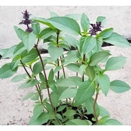 Thai Basil Herb Mint Plant