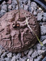 天眼) 南非龜甲龍   5.8cm   連 花盆 塊根 植物 盆栽 Plant  caudex 非象牙宮【實拍。只此一盆】 👑 9年老店