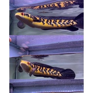 HOT!! Ikan Channa Baby Maru Yellow Sentarum Atau Maru Ys Isi 10 Ekor