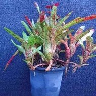 積水鳳梨(側芽)