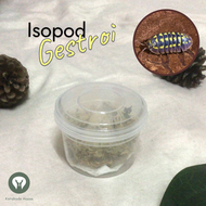 Isopod Gestroi ไอโซพอดเกสทรอย 💛 แถมอาหารและกระดองหมึก