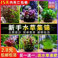 現貨  快速發貨 特價 魚缸中后景活體水草淡水懶人造景紅波大葉九冠綠宮廷類坨草易活