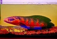 ikan channa red barito baby asli Ukuran 6-7 cm grade A