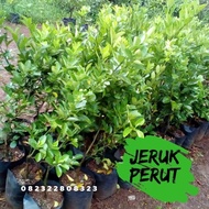 Bibit Jeruk Purut Tanaman Jeruk Purut Daun Jeruk Purut