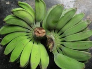 pisang kepok mentah untuk keripik satu sisir