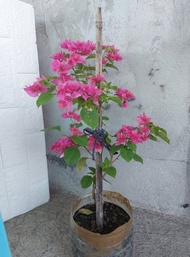 BOUGAINVILLEA - ROOTED AND READY TO PLANT OUTDOOR PLANT PINK WHITE ORANGE AND SPLASH COLOR ARE AVAILABLE