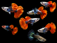Dumbo Red Tail Live Guppy 1 pair