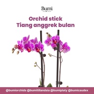AYO! tangkai tiang besi anggrek bulan orchid stuck batang dahan