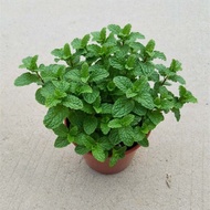 Mini Mint Plant / Anak Pokok Pudina / 薄荷叶/ Indoor Plant