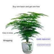 seed Artificial plant Home Decoration Green plants Roti Asparagus hidup dengan baik untuk menumbuhkan pohon kekayaan kal