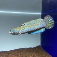 Ikan Hias Predator Channa Pulchra 10cm