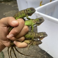 Viral Reptil - Red Iguana Baby - Baby Super Red Iguana - Iguana Red Murah