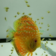 Burayak discus 10 ekor - anakan ikan discus