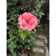 Bunga Mawar Holland Bibit Bunga Mawar Hidup Bunga Mawar Asli Cantik
