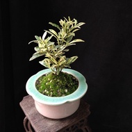 斑葉栀子花 小盆景 連陶瓷花盆 盆栽 plant gift bonsai tree 梔子花