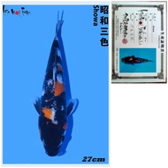 Ikan Koi Import Jenis Showa ISA Farm Serti Jepang Ikan Koi