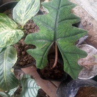 alocasia jacklyn jacklin alokasia