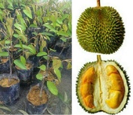 MM- Grafted Durian D168 Sapling/ Anak Pokok Durian D168 Kahwin IOI / Hajah Hasmah/Mas Muar Anak Poko