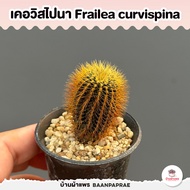 รวมเฟรเรีย Frailea ไม้อวบน้ำ กุหลาบหิน cactus&succulent