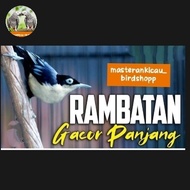 burung rambatan Doraemon jantan dewasa gacor masteran handal