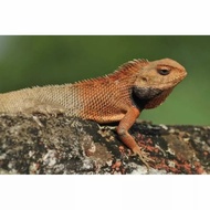 calotes versicolor | bunglon reptil murah