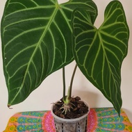 anthurium regale original