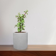 銀杏木 水泥盆栽 植物