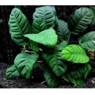 "Anubias barteri var. coffeefolia - Striking Coffee Leaf Aquatic Plant - Low Maintenance and Captivating Beauty"